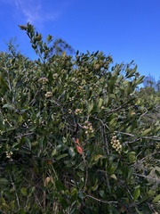 Citharexylum mirifolium