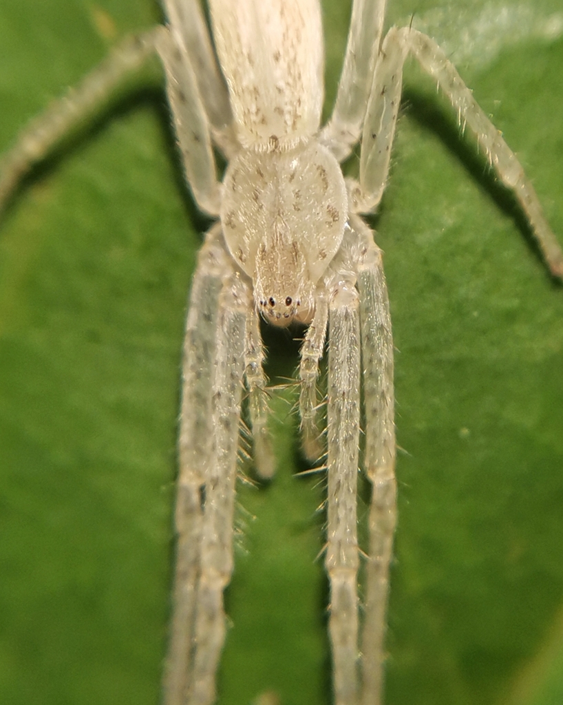 Oxysoma