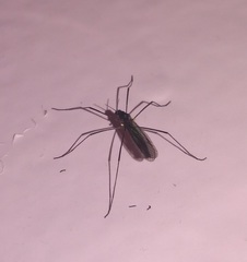 Gnophomyia tristissima