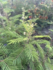 Acaciella