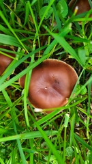 Gymnopus ocior