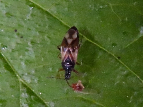 Common Flowerbug, 9742 EH Groningen, Netherlands, photo 5 of 10