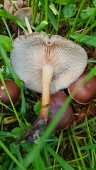 Gymnopus ocior