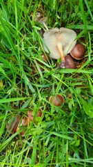 Gymnopus ocior