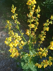 Verbascum