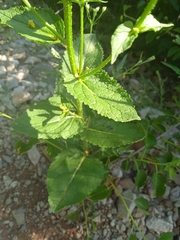 Verbascum