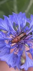 Nemognatha piazata