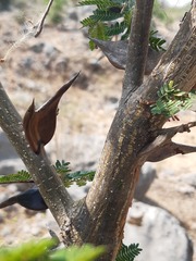 Pseudomyrmex veneficus