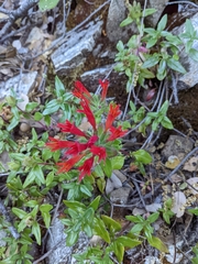 Monardella macrantha macrantha
