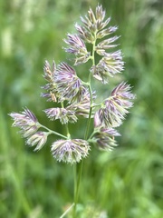Dactylis glomerata