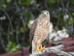 Rupornis magnirostris