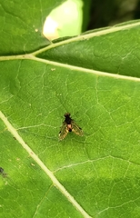 Chrysopilus cristatus