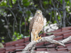 Rupornis magnirostris