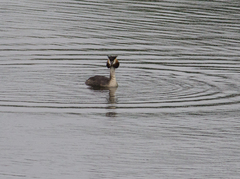 Podiceps cristatus