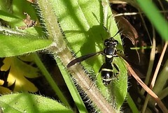 Sphiximorpha willistoni