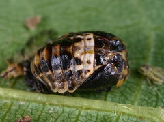 Adalia bipunctata