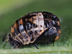 Adalia bipunctata