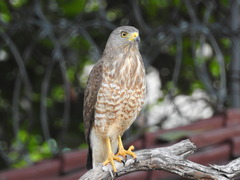 Rupornis magnirostris