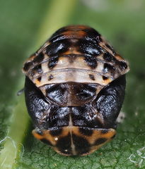 Adalia bipunctata