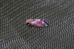 Cacopsylla pulchella