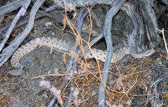 Crotalus cerastes cerastes