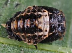 Adalia bipunctata