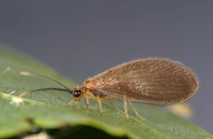 Sisyra terminalis