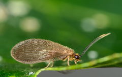 Sisyra terminalis