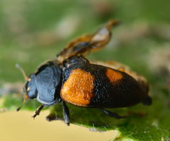 Adalia bipunctata
