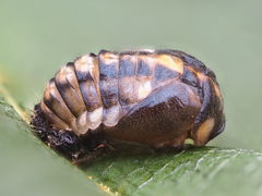Oenopia conglobata