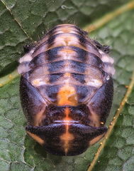 Oenopia conglobata