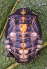 Oenopia conglobata