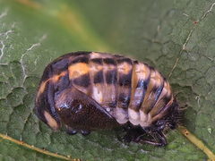 Oenopia conglobata