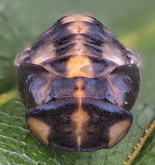 Oenopia conglobata