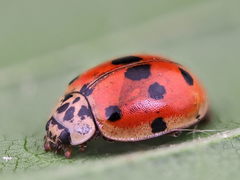 Adalia decempunctata