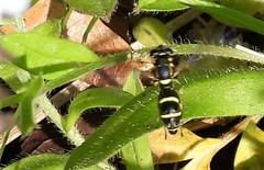 Sphiximorpha willistoni