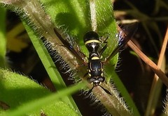 Sphiximorpha willistoni