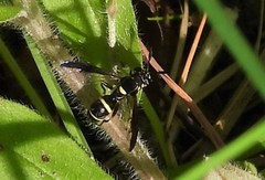 Sphiximorpha willistoni