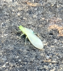 Alloperla