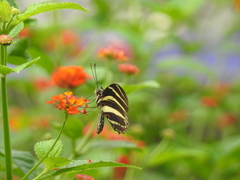 Heliconius charithonia vazquezae