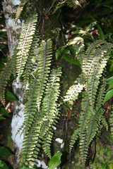 Polypodium rhodopleuron