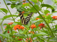 Heliconius charithonia vazquezae