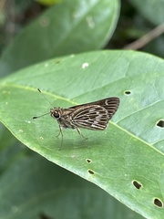 Callimormus corades