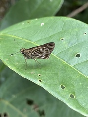 Callimormus corades