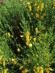 Cytisus scoparius