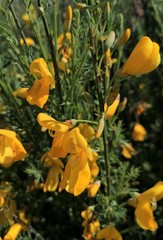 Cytisus scoparius