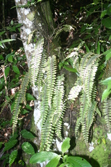 Polypodium rhodopleuron