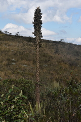 Puya goudotiana