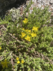 Hudsonia ericoides