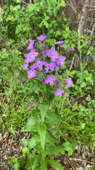 Hesperis matronalis